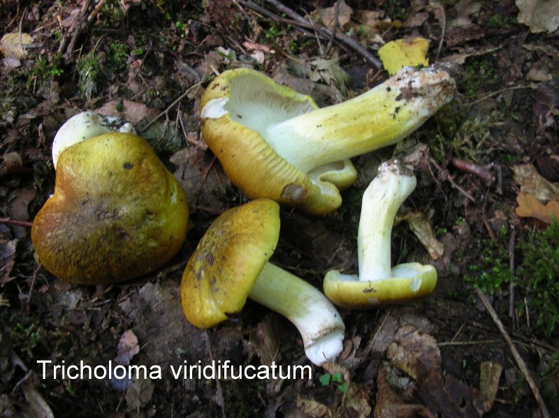 Tricholoma viridifucatum-amf2162.jpg - Tricholoma viridifucatum